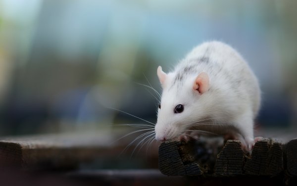 Animal Mouse Blur HD Wallpaper | Background Image