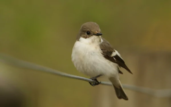  A female Pied Flycatcher (Ficedula hypoleuca) by Sandra Standbridge