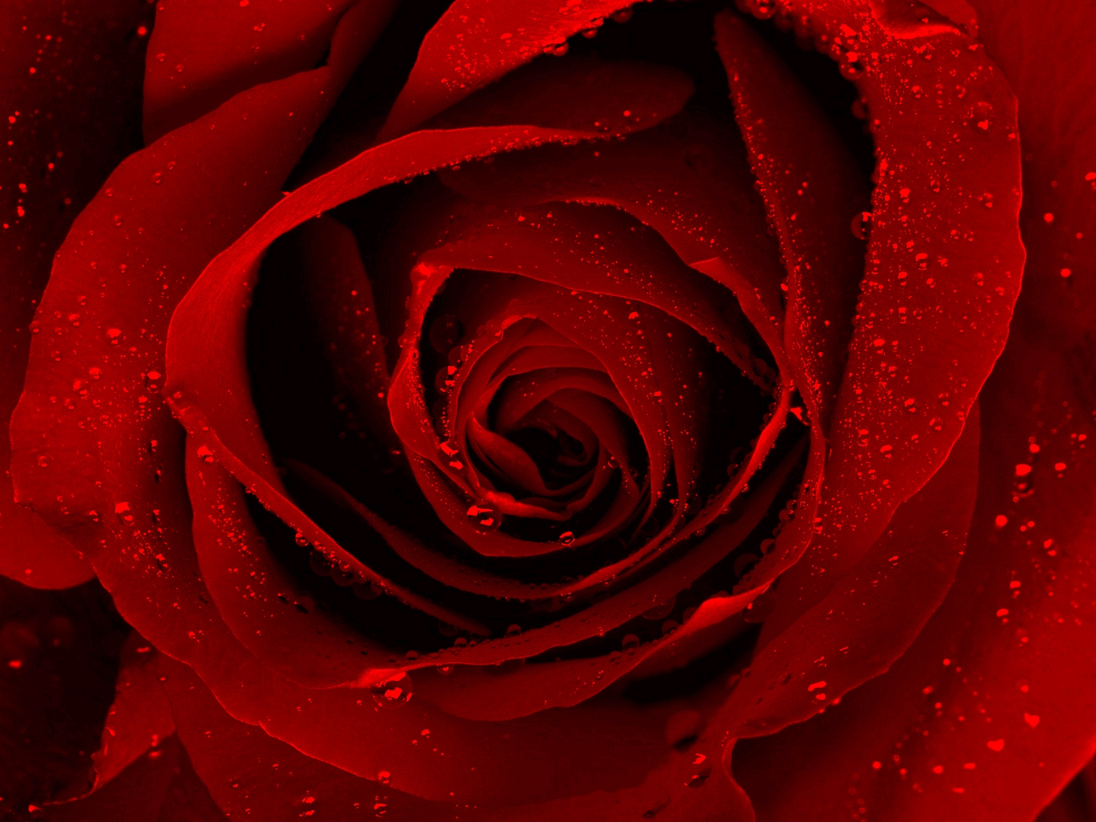 Red Rose with Water Droplets