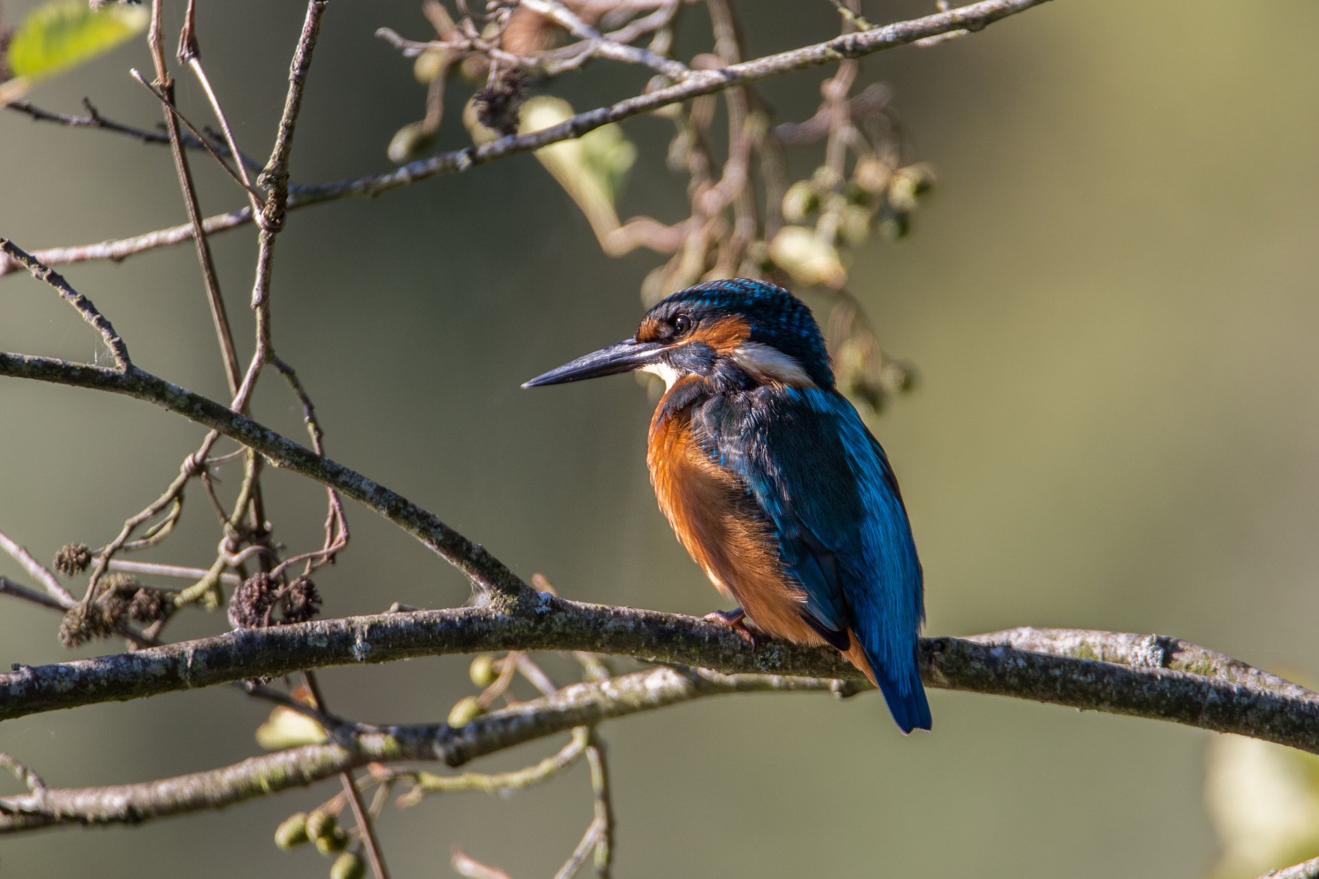 Kingfisher 4k Ultra HD Wallpaper | Background Image | 4049x2699 | ID