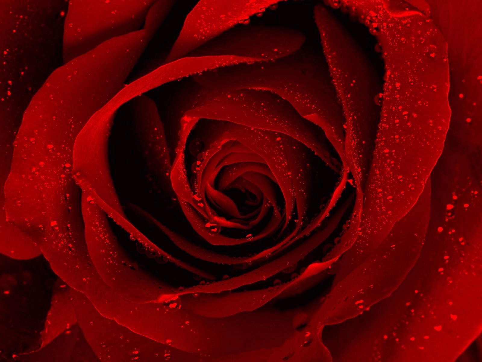 HD desktop wallpaper of a vibrant red rose covered in tiny water droplets, showcasing the intricate petals and natural beauty.