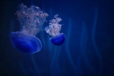 A vibrant 4K Ultra HD underwater scene featuring two blue jellyfish gracefully floating against a deep blue background.