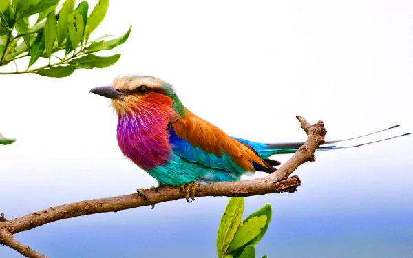 A vibrant lilac-breasted roller bird perched on a branch with fresh green leaves, captured in a colorful HD desktop wallpaper background.