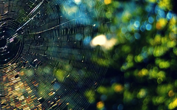 Photography Spider Web Bokeh Macro Sunny HD Wallpaper | Background Image