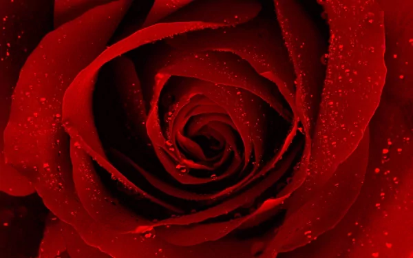 nature rose HD Desktop Wallpaper | Background Image