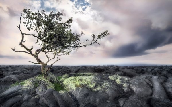 Earth Tree Trees Nature Lonely Tree Horizon Cloud HD Wallpaper | Background Image