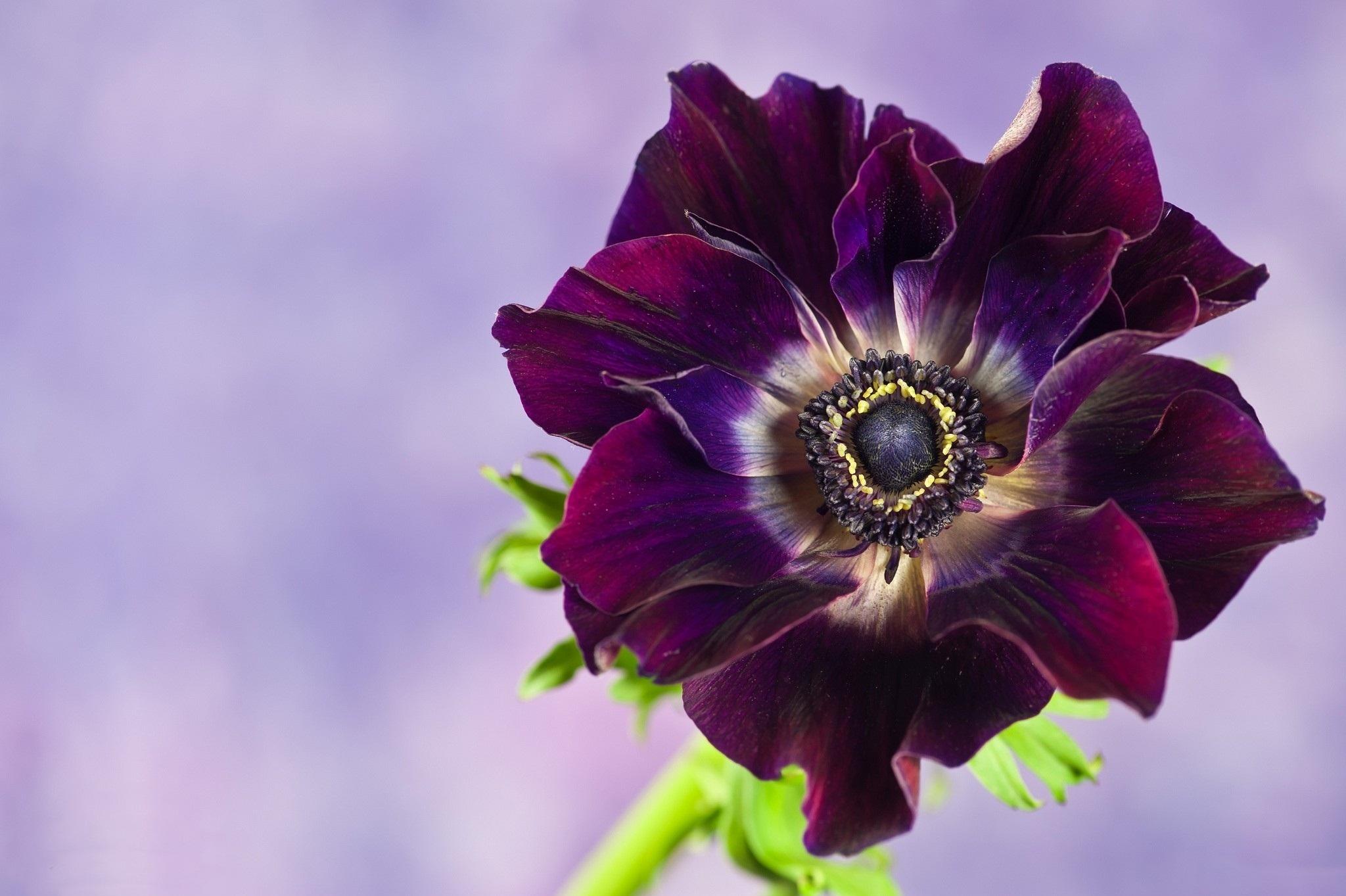 Nature Anemone HD Wallpaper | Background Image