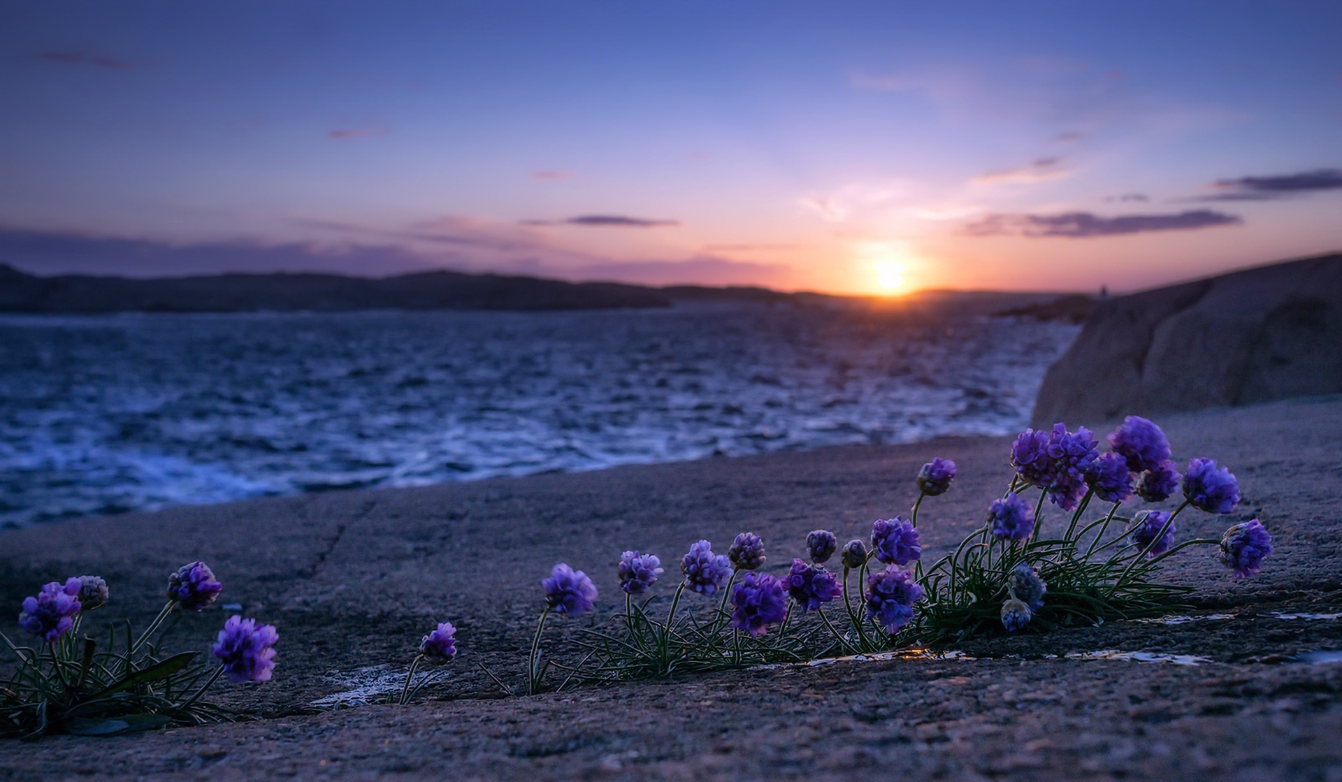 Download Horizon Flower Purple Flower Nature Sunrise HD Wallpaper