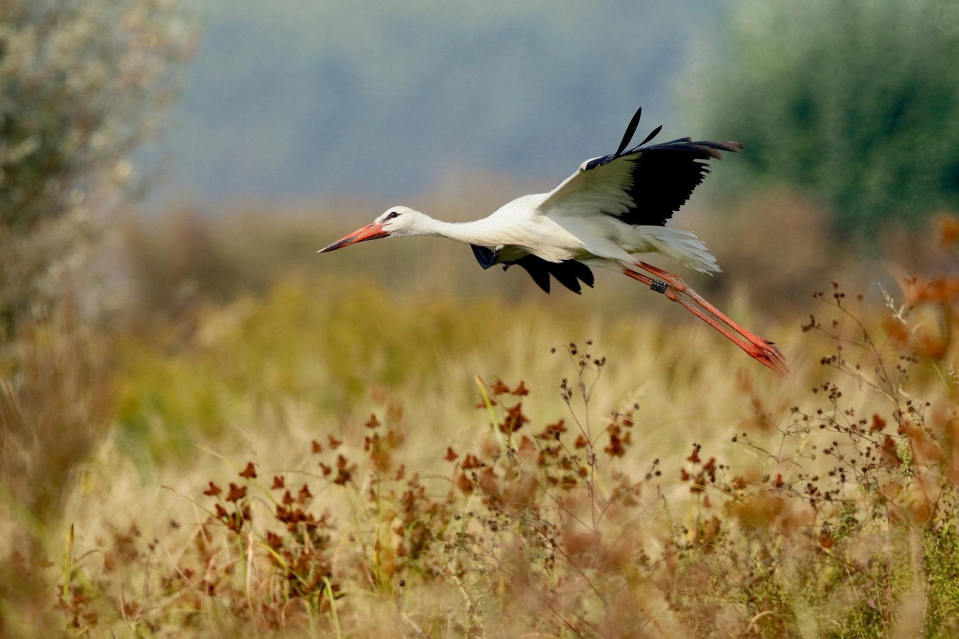 HD desktop wallpaper featuring a white stork in mid-flight over a grassy field with a blurred natural background.