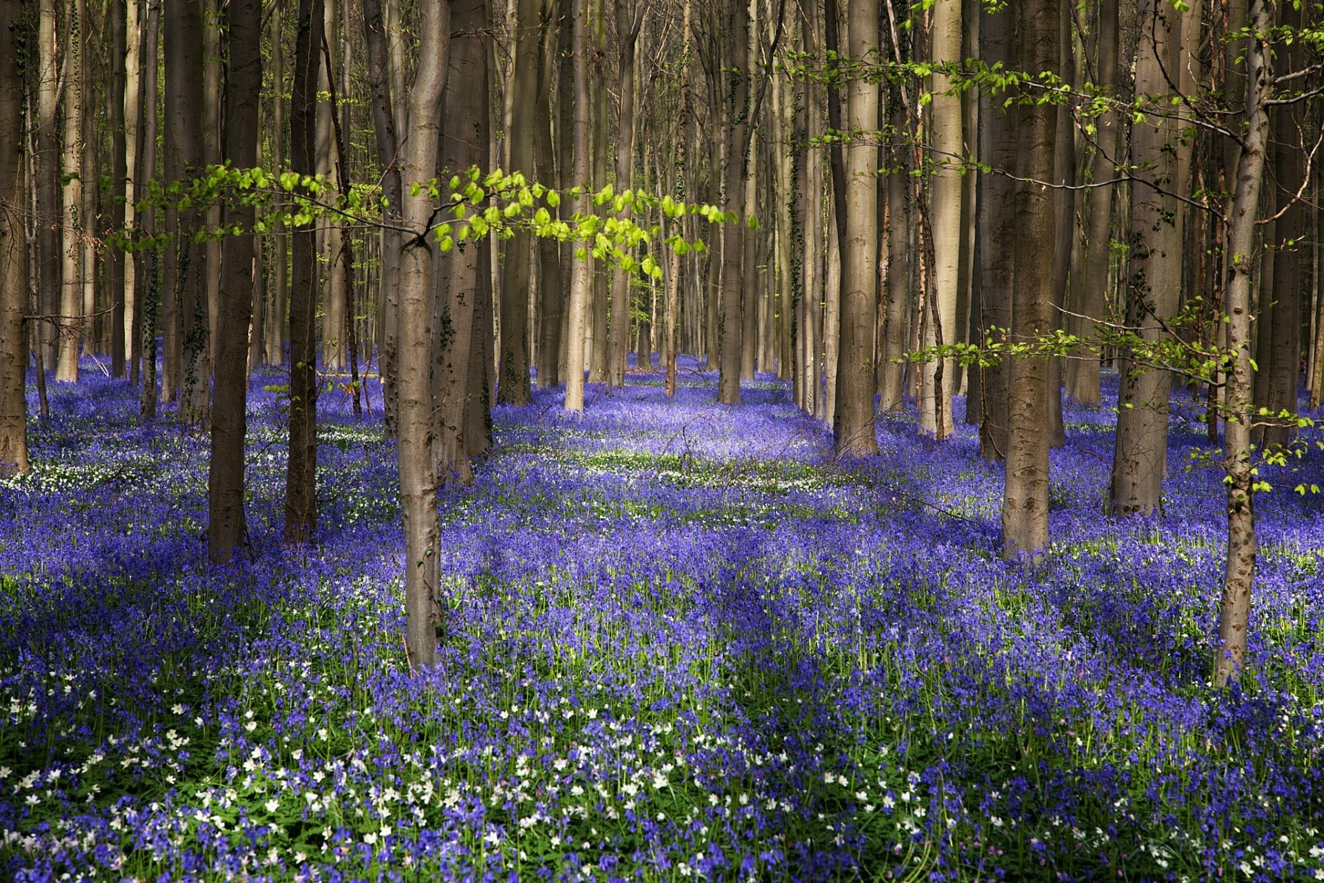 Enchanting Purple Flower Forest - HD Wallpaper