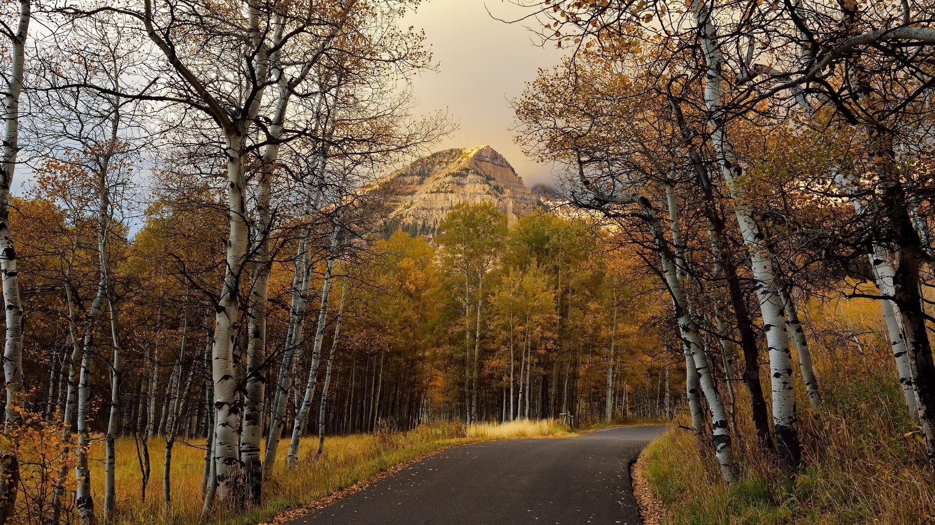 HD PC desktop wallpaper: a man-made paved road winds through a birch forest toward a golden-leafed mountain under a moody sky.