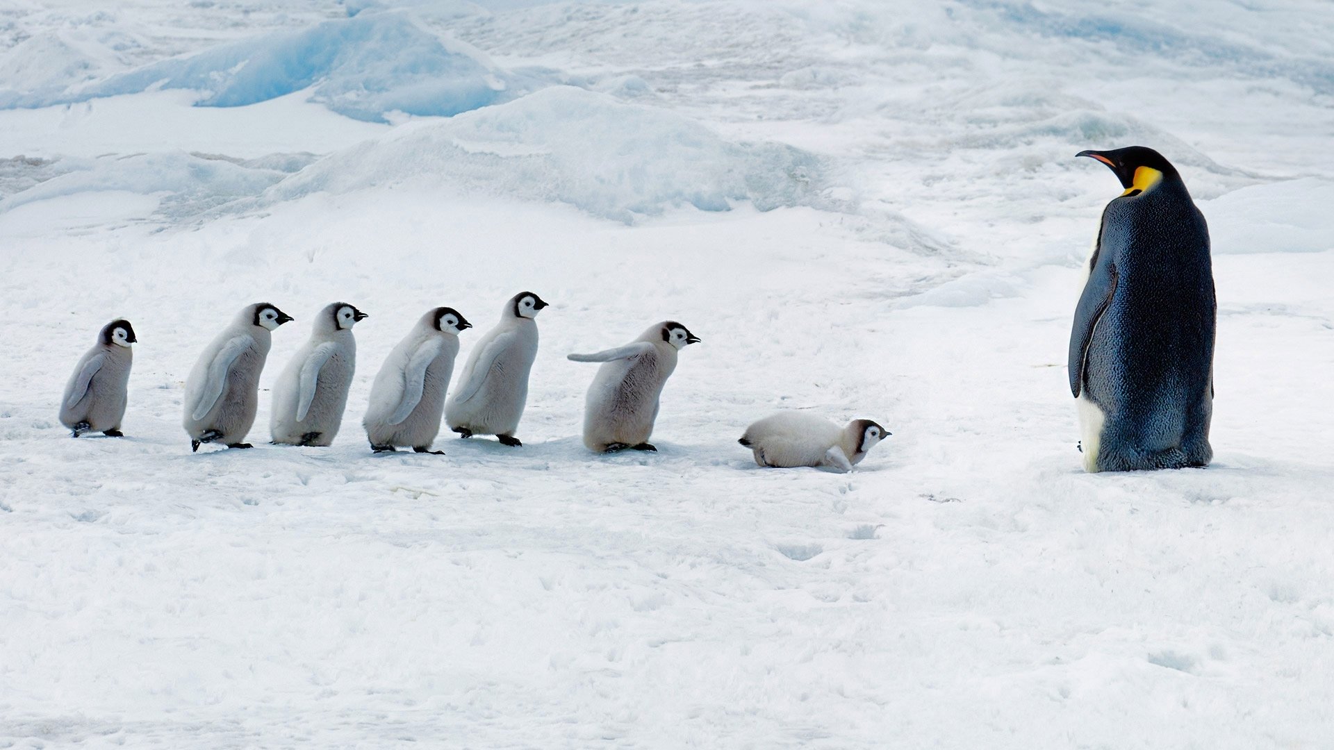 世界企鹅日 | 拯救南极“萌主”_海洋_磷虾_物种