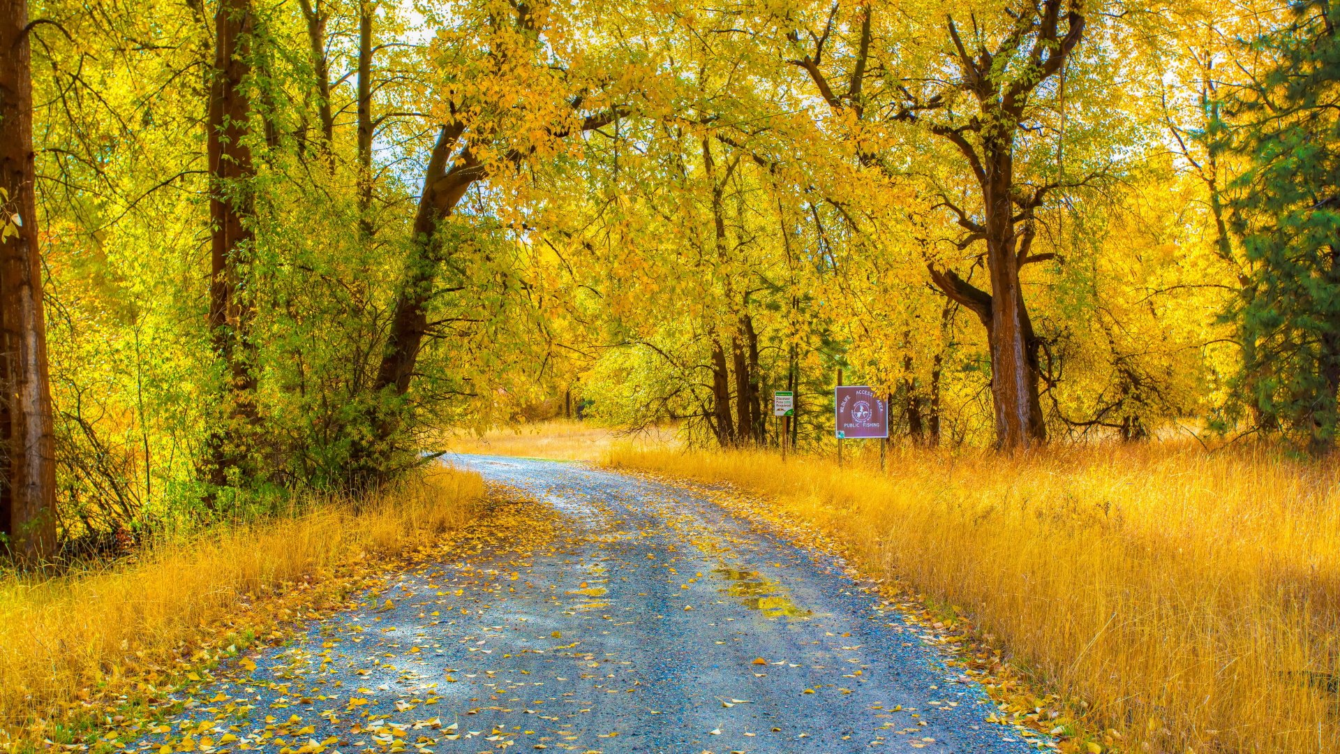 Download Forest Yellow Fall Man Made Road 4k Ultra HD Wallpaper ...