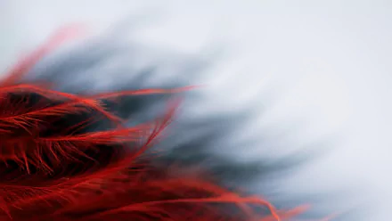 photography feather HD Desktop Wallpaper | Background Image