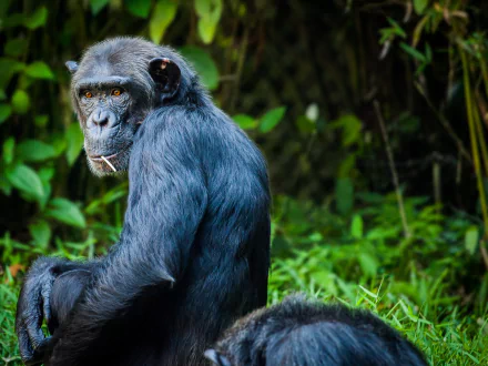 Chimpanzee monkey sitting amid dense green foliage, Animal portrait captured as a vivid 2K Quad HD PC desktop wallpaper and background.