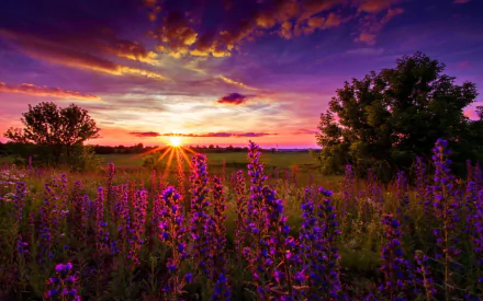 A vibrant field of purple lupine flowers under a stunning sunset, with rays of sunlight peeking through trees, creating a serene natural landscape.