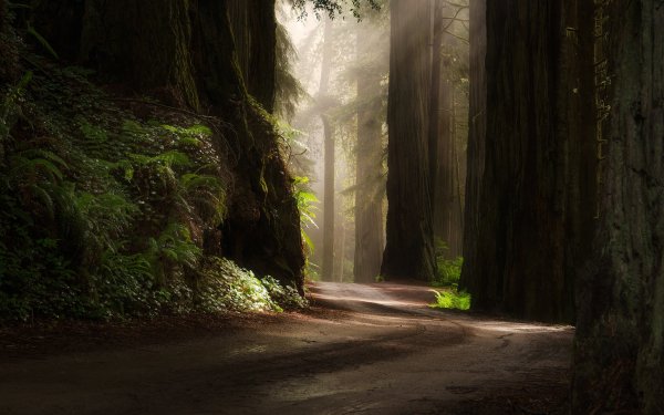 Nature Forest Sunshine Sunbeam Redwood HD Wallpaper | Background Image