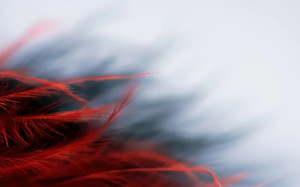 photography feather HD Desktop Wallpaper | Background Image