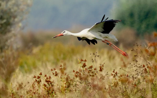 HD desktop wallpaper featuring a white stork in mid-flight over a grassy field with a blurred natural background.