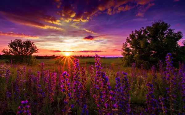 A vibrant field of purple lupine flowers under a stunning sunset, with rays of sunlight peeking through trees, creating a serene natural landscape.