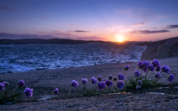 Nature Sunrise Purple Flower Flower Horizon HD Wallpaper | Background Image