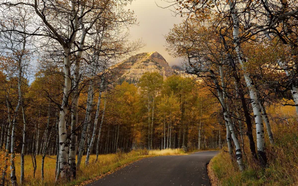 HD PC desktop wallpaper: a man-made paved road winds through a birch forest toward a golden-leafed mountain under a moody sky.