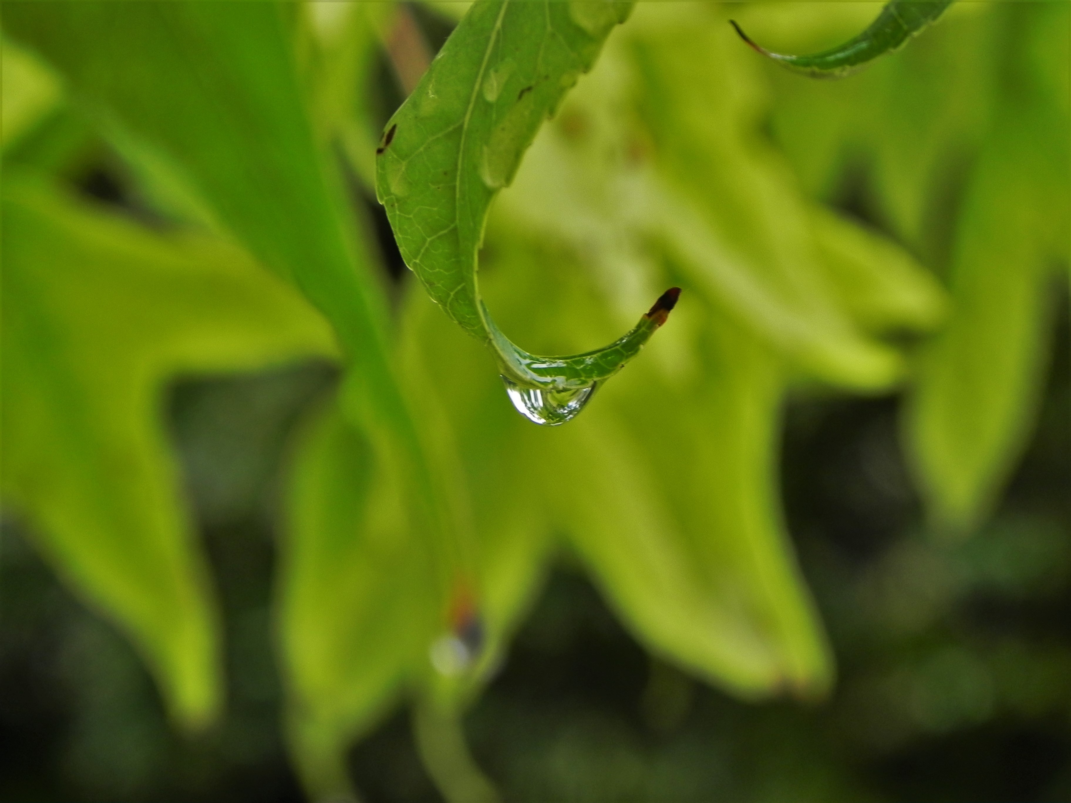  Goutte  d Eau  Fond d cran HD Arri re Plan 3648x2736 