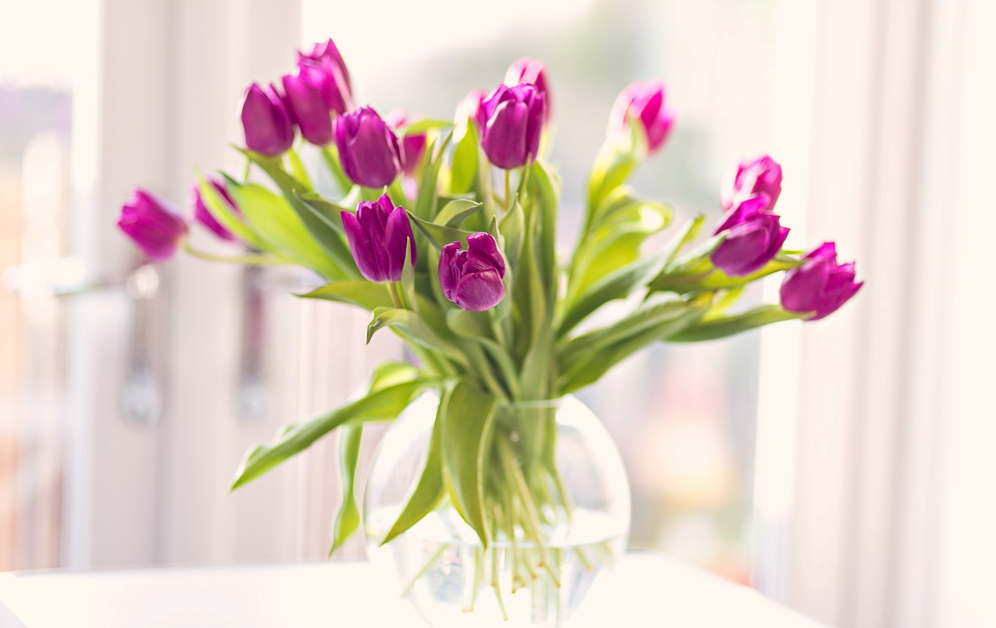 Download Pink Flower Vase Tulip Man Made Flower HD Wallpaper