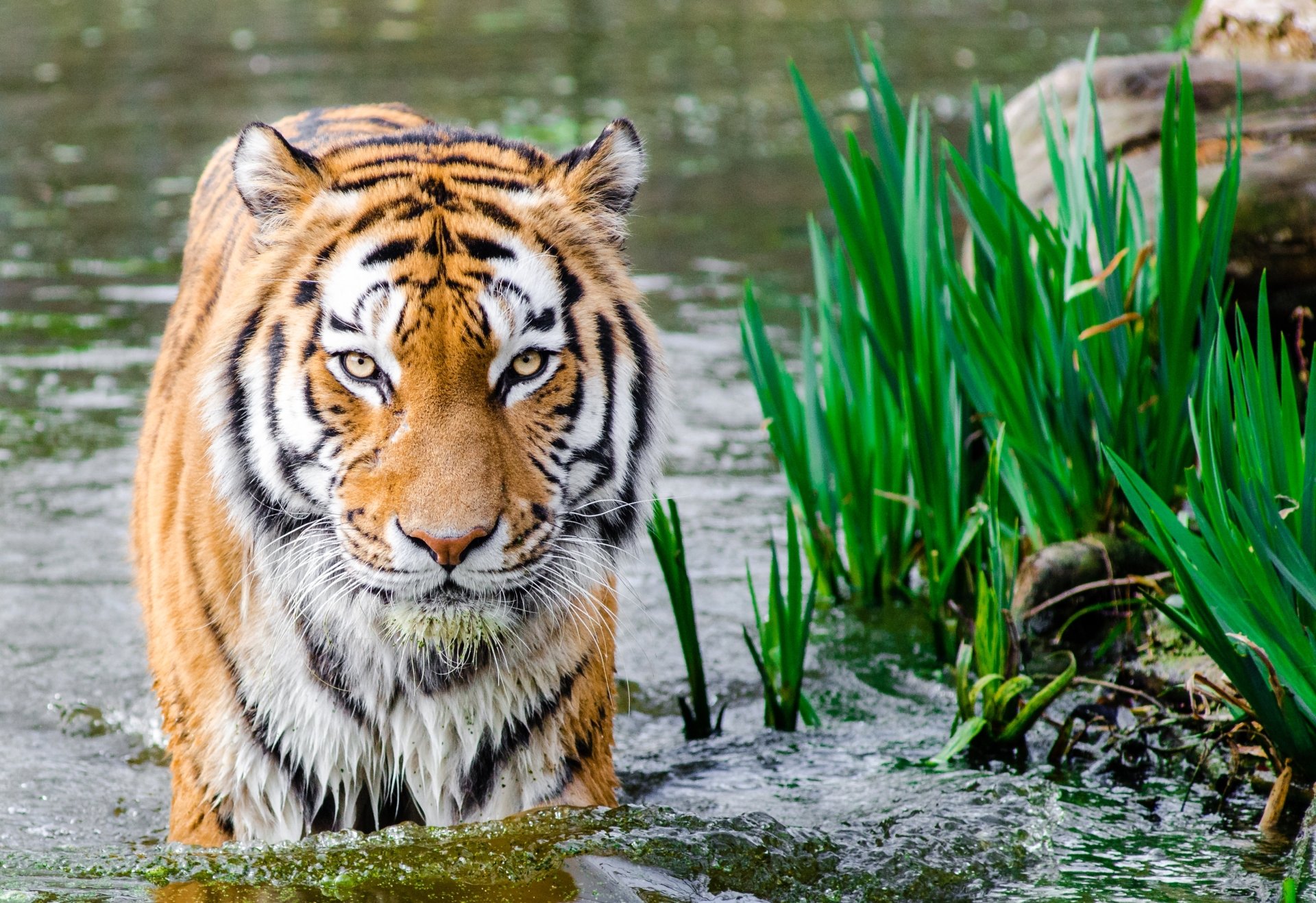 Download Animal Tiger HD Wallpaper | 3230x2216 | Wallpaper Abyss