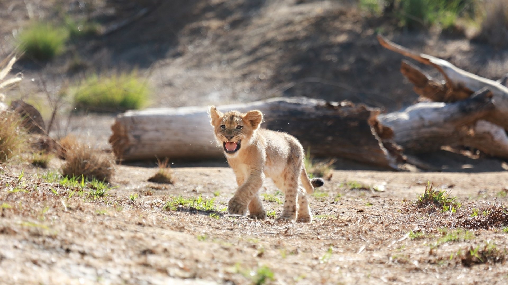 HD desktop wallpaper of a lion cub walking on dry ground with fallen logs in the background, showcasing a baby animal in its natural environment.