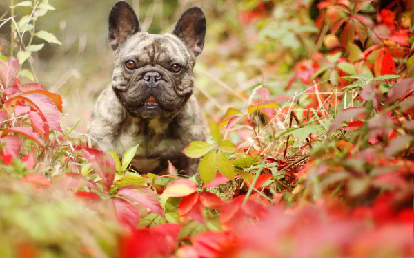 dog Animal french bulldog HD Desktop Wallpaper | Background Image