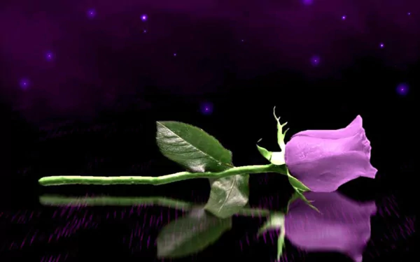  Purple Rose