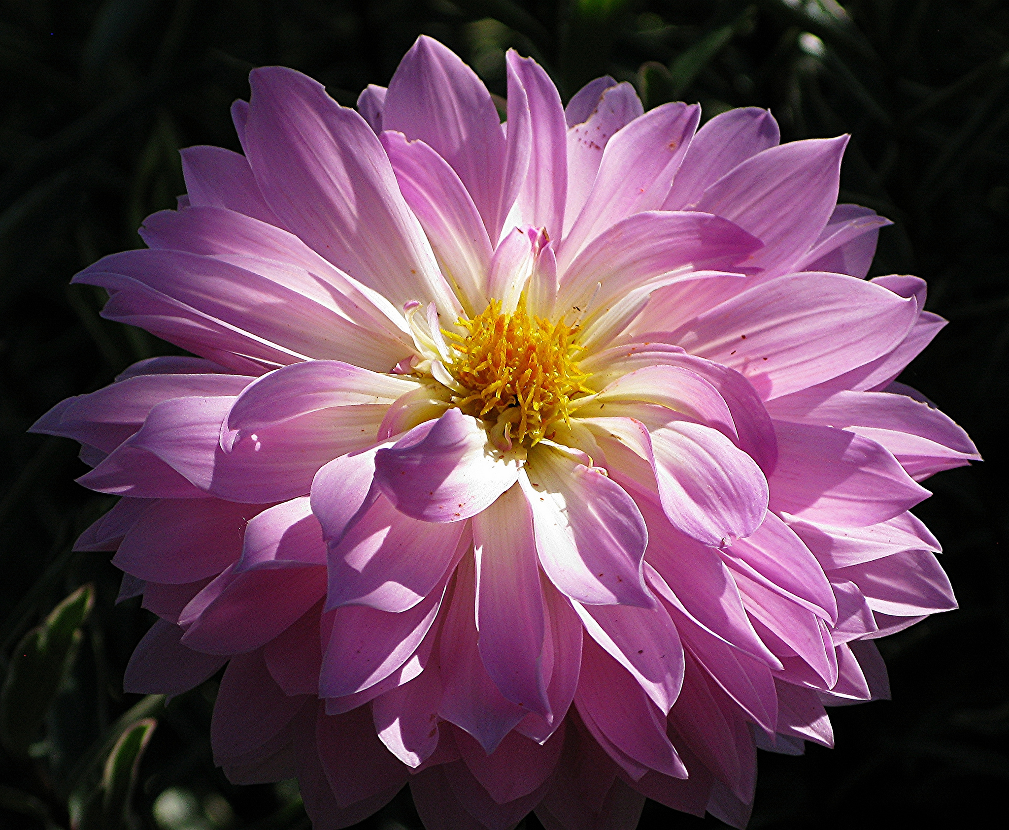 Download Pink Flower Flower Nature Dahlia HD Wallpaper