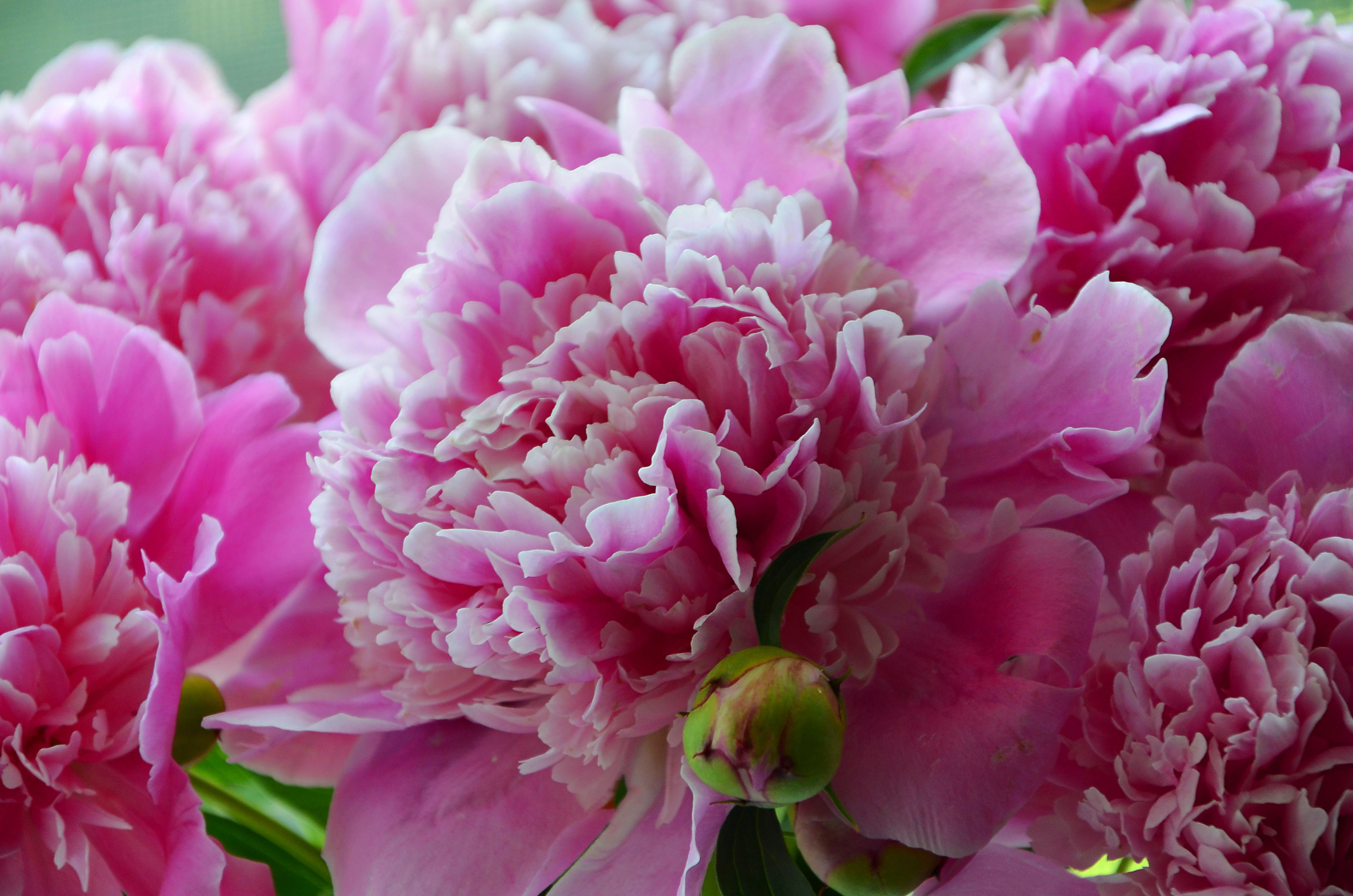 Earth Peony HD Wallpaper | Background Image