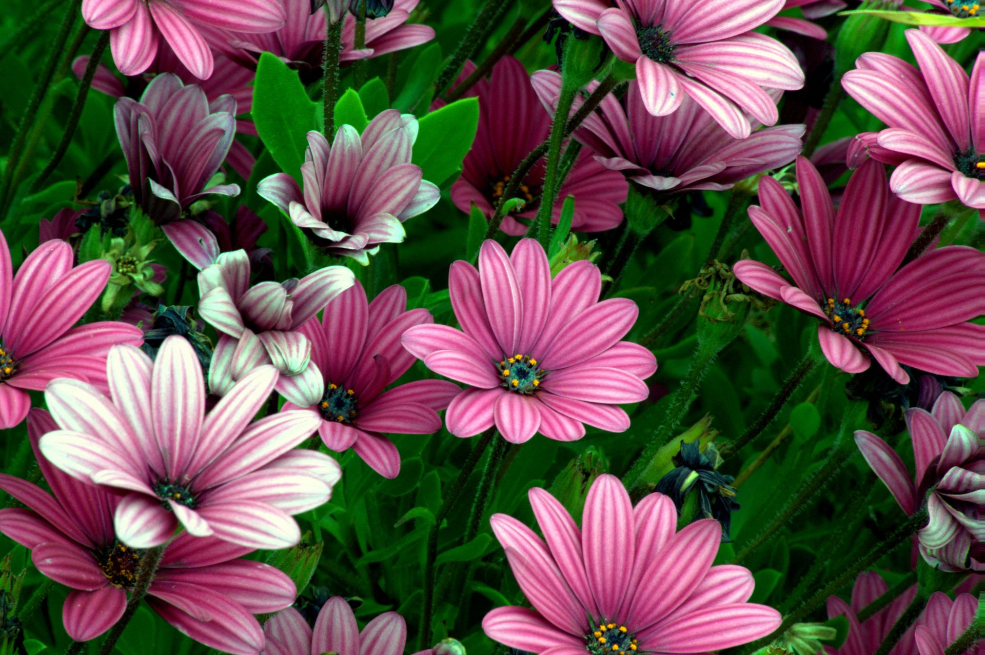 Purple Daisies