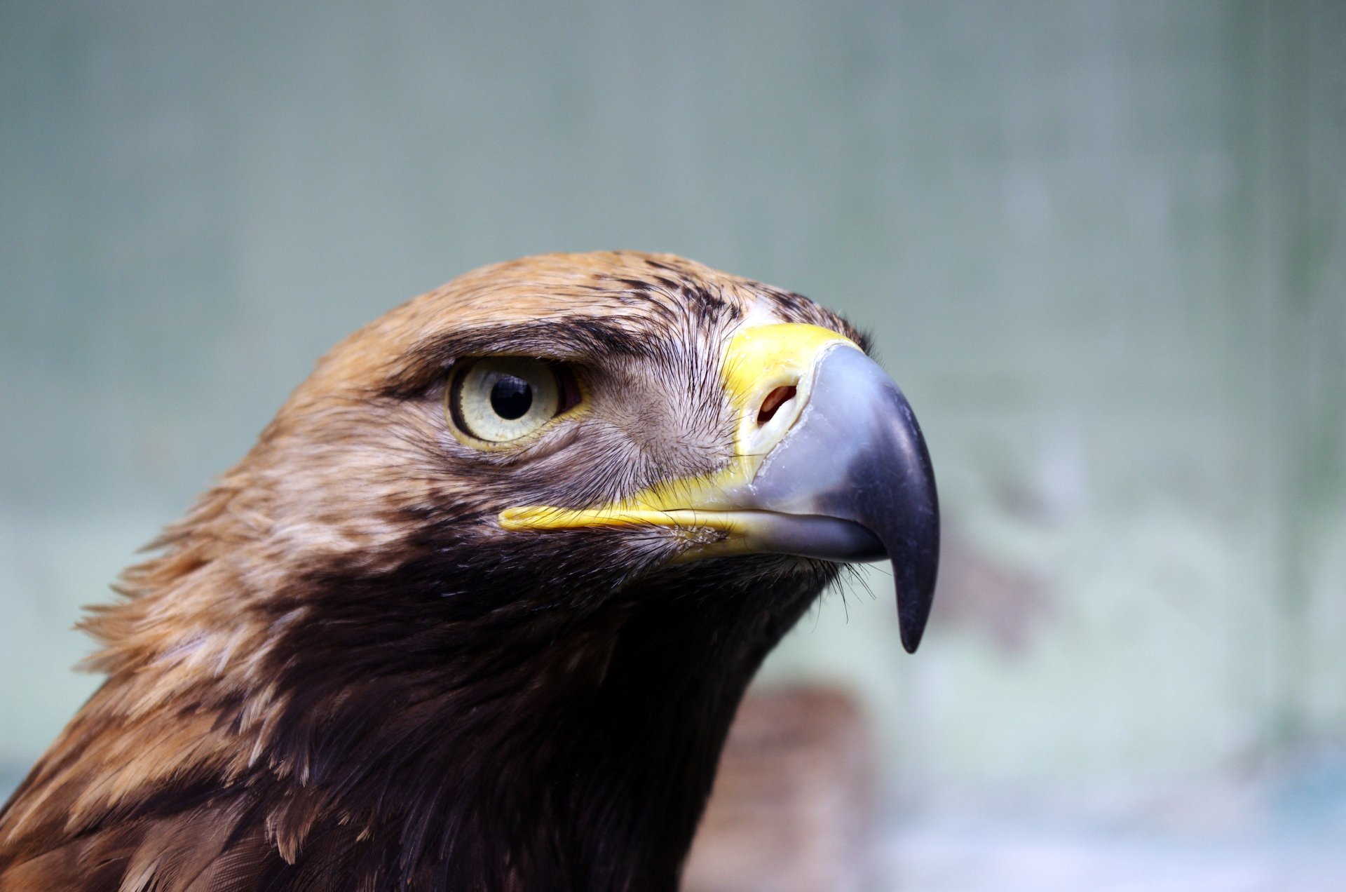 Close-up of a majestic eagle, showcasing its sharp beak and keen eye, set against a soft background. This stunning 4K Ultra HD image highlights the beauty of this bird of prey.