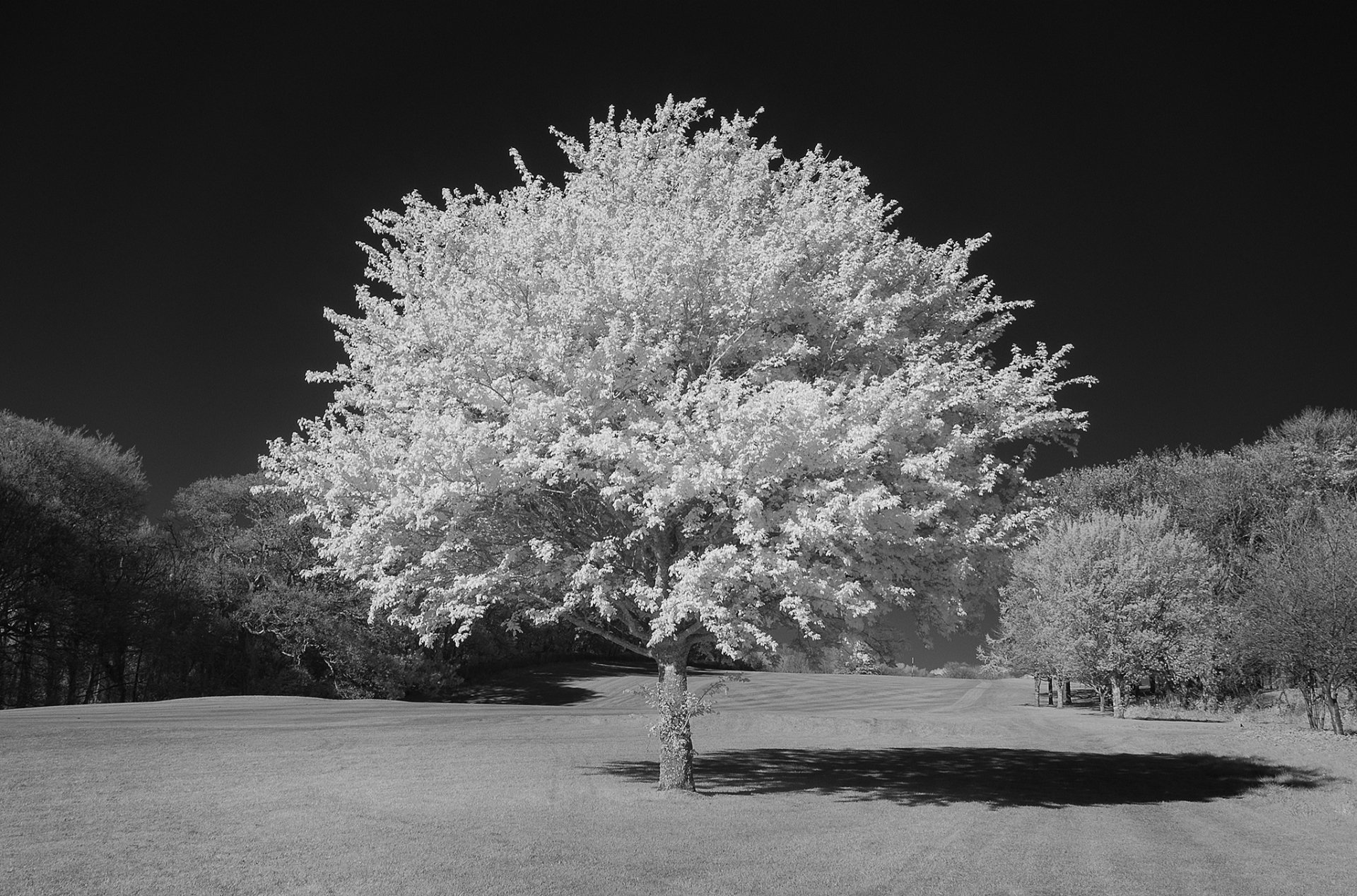 Download Black & White Nature Tree HD Wallpaper by Neil Burnell