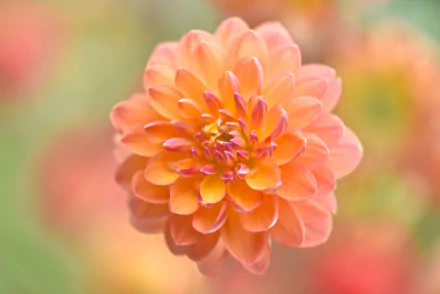  Peach-Colored Dahlia