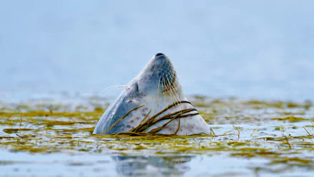 A serene seal emerges from the water, surrounded by lush greenery, captured in crisp detail, making it an engaging HD PC desktop wallpaper and background.
