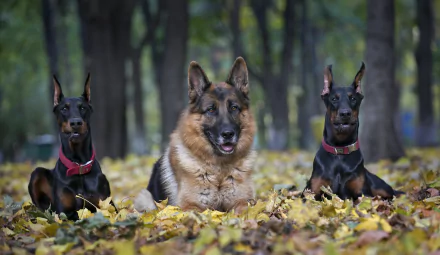 HD desktop wallpaper featuring a German Shepherd lying between two Doberman Pinschers in a forest setting with fallen leaves.
