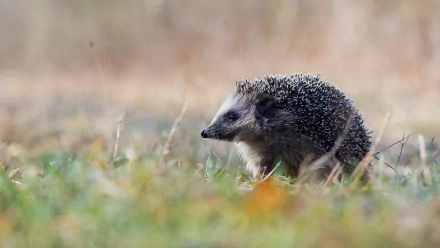 Animal hedgehog HD Desktop Wallpaper | Background Image