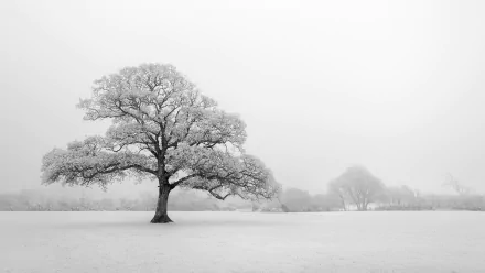 Black and white winter scene featuring a solitary tree standing in a snowy field, capturing the stillness of nature in HD desktop wallpaper quality.