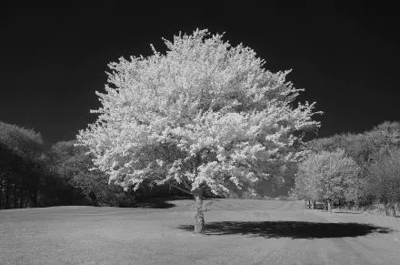 Black & White nature tree HD Desktop Wallpaper | Background Image