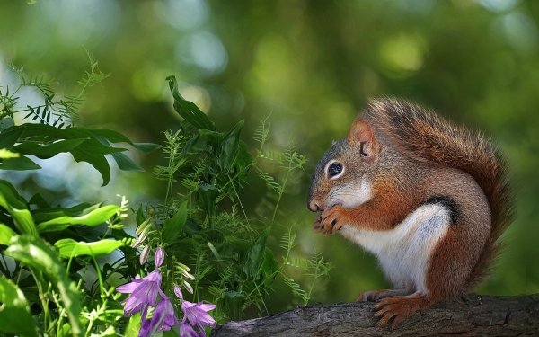 Animal Squirrel Rodent Bokeh Green Flower HD Wallpaper | Background Image