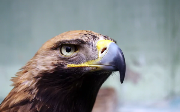 Close-up of a majestic eagle, showcasing its sharp beak and keen eye, set against a soft background. This stunning 4K Ultra HD image highlights the beauty of this bird of prey.
