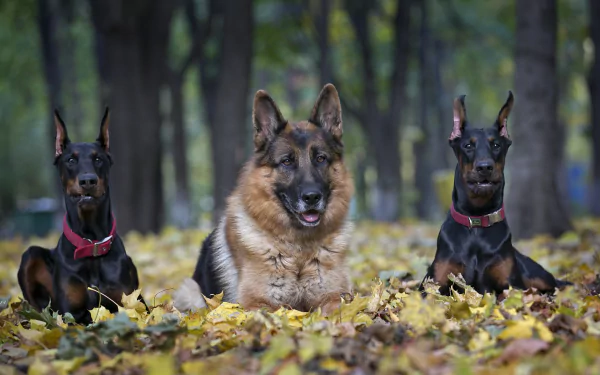 HD desktop wallpaper featuring a German Shepherd lying between two Doberman Pinschers in a forest setting with fallen leaves.