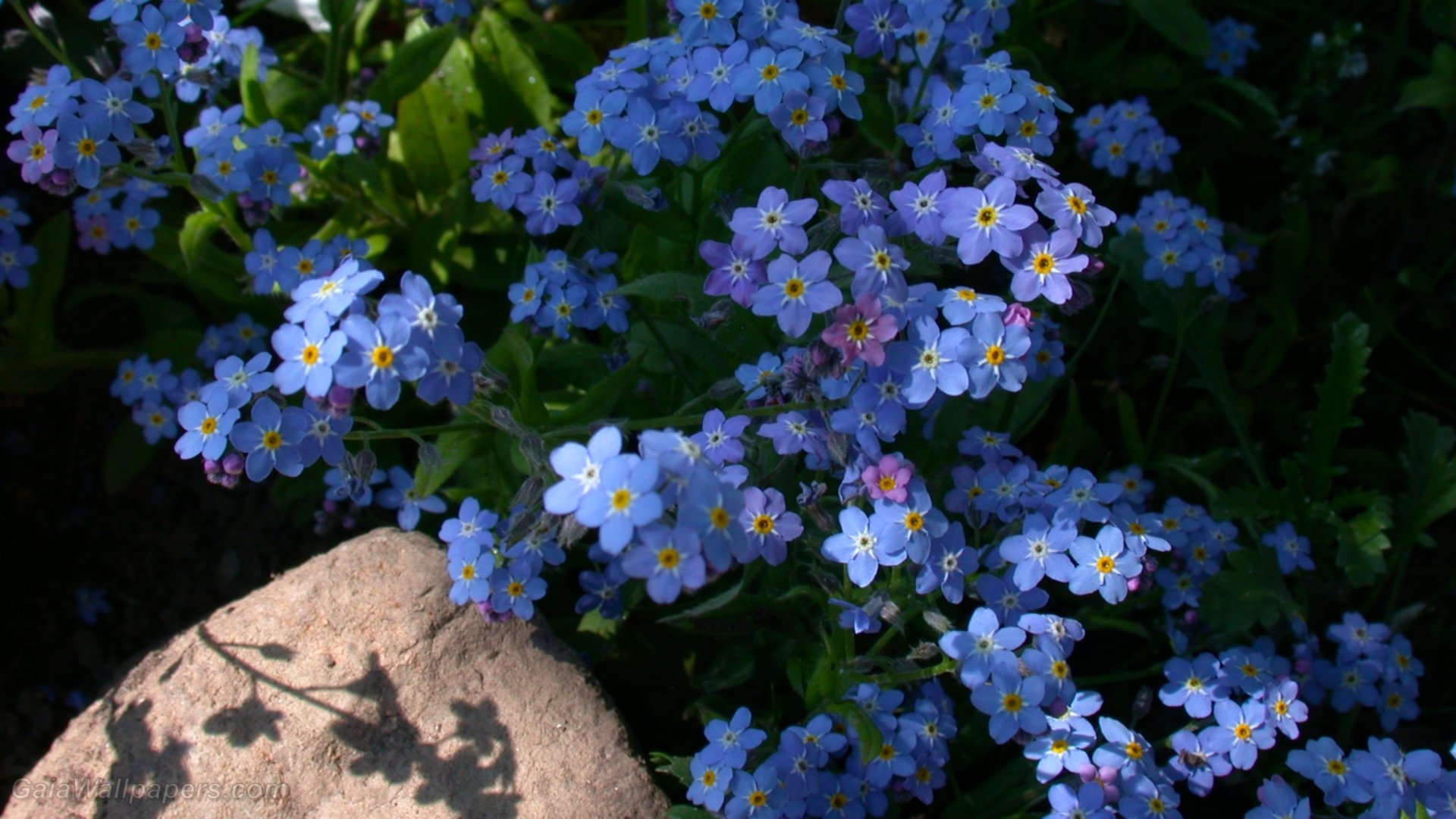 Download Blue Flower Flower Nature Forget-me-not Forget Me Not  HD Wallpaper