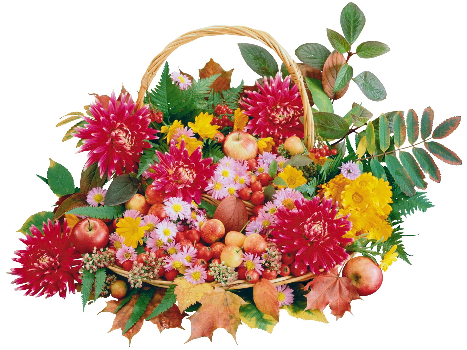 Download Basket Leaf Colorful Colors Fall Flower Photography Still Life ...