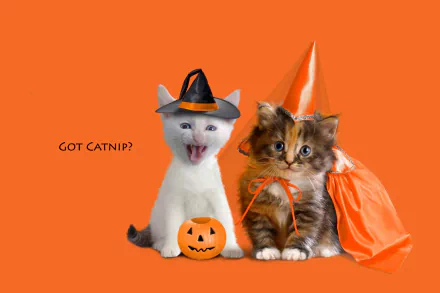 Two adorable kittens dressed in Halloween costumes sit next to a jack-o'-lantern. The orange background creates a festive holiday vibe. The text reads, Got Catnip?.
