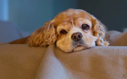 A close-up of a cocker spaniel puppy with a soft, golden coat resting its head on a beige blanket, showcasing a serene expression. This image serves as a calming HD desktop wallpaper.